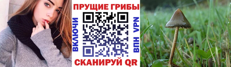 MEGA как зайти  как найти закладки  Ельня  Псилоцибиновые грибы Psilocybine cubensis 